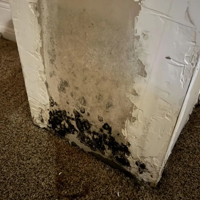 Professional Mold Removal in Portola Valley, CA